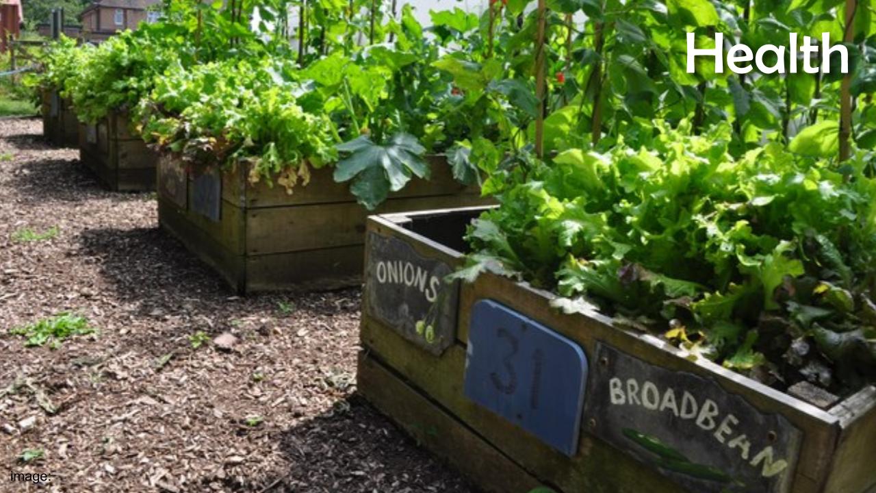 image of raised bed in school garden