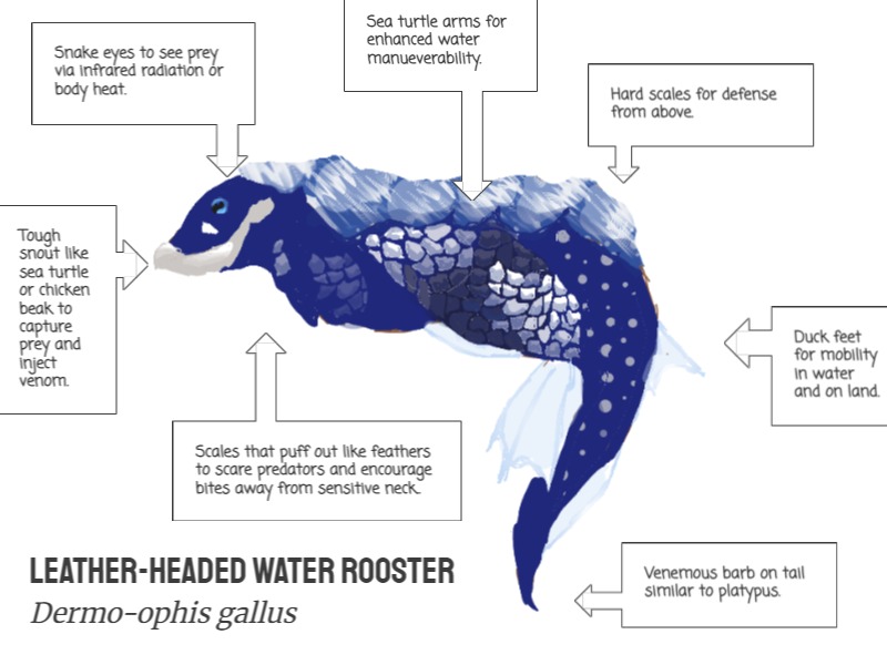 image and traits of a student's creature the leather-headed water rooster